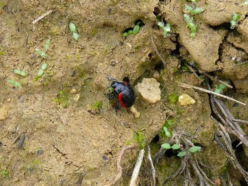 Chrysolina rossia